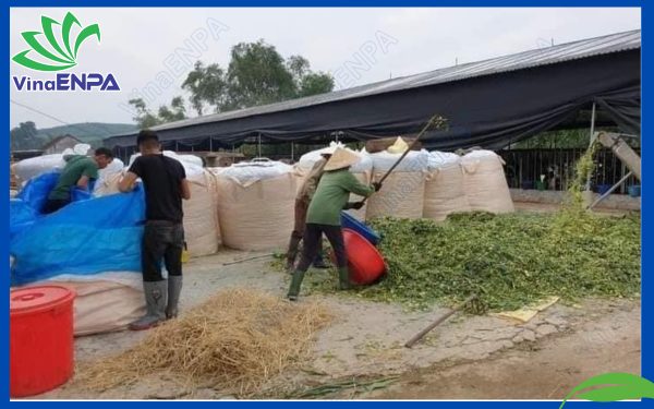 Bao Jumbo đựng bắp ủ chua làm thưucs ăn cho gia súc.